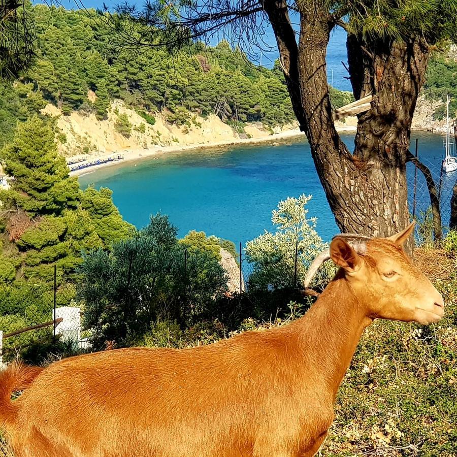 Mando Beachfront Stafylos Dış mekan fotoğraf